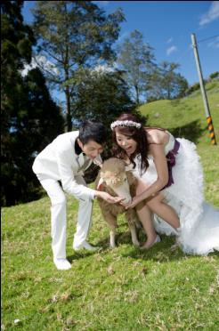 sheep!!! - Pre-wedding - ka2 - , , , , , , , , , , 自然, 寵物/毛公仔