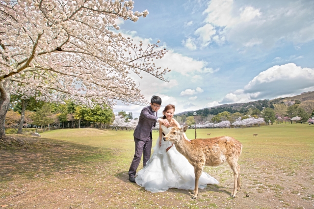  - 櫻花小鹿 Pre wedding - candyhendry - , , , $15,001至$20,000, others, 奈良, 所有相片, 執80張, 2本大相簿, 1幅油畫, 簡潔清雅的日韓妝容, , 便宜, 可以外租一星期到外地影相, 自然, 櫻花/紅葉