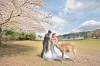 櫻花小鹿 Pre wedding
