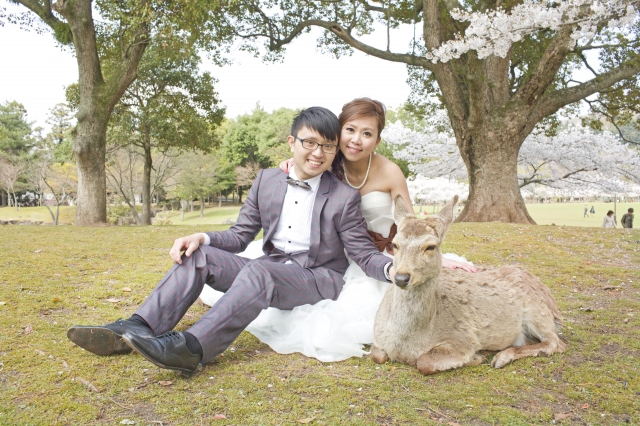  - 櫻花小鹿 Pre wedding - candyhendry - , , , $15,001至$20,000, others, 奈良, 所有相片, 執80張, 2本大相簿, 1幅油畫, 簡潔清雅的日韓妝容, , 便宜, 可以外租一星期到外地影相, 自然, 櫻花/紅葉