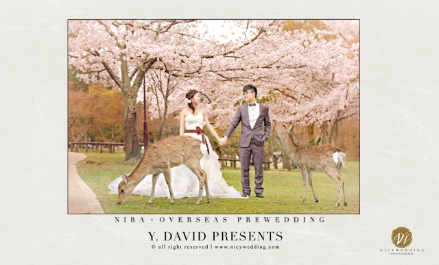 日本 Pre wedding ♥ 在樱花樹下遇上小鹿斑比