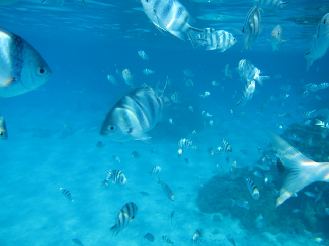 12th day of Mr. & Mrs. - BoraBora Private Trip (1) - Snorkeling with SHARK!