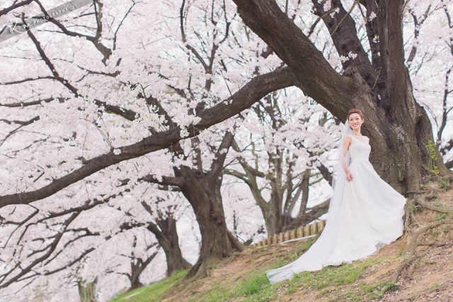  - 京都櫻花 Pre Wedding - Shiba - , , , , , , , , , , , 