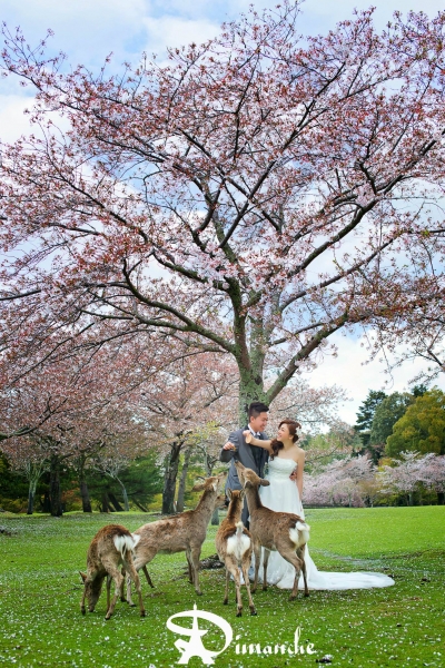  - PREWEDDING - lamfwl - , , Dimanche Production, , 京都, , , , , , 自然, 櫻花/紅葉