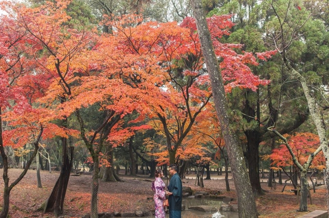  - Japan Nara Pre-wedding - Caroline_kwok - Caroline, Narco, , $15,001至$20,000, 京都, , , , , , 自然, 櫻花/紅葉