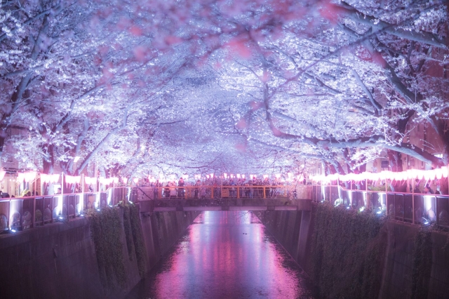  - Japan trip - pan_kiu - , , Pankiu, , 東京, , , , , , 自然, 櫻花/紅葉