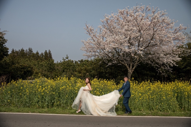 Pre wedding photo - PRE WEDDING - Cherrr - , , ONE PLUS ONE WEDDING, , 韓國, 濟洲島, , , , , 自然, 櫻花/紅葉