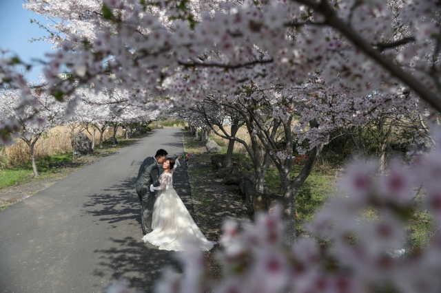  - Pre Wedding相 - Cho_Cho - , , One plus one, , 韓國, Jeju, , , , , 自然, 櫻花/紅葉