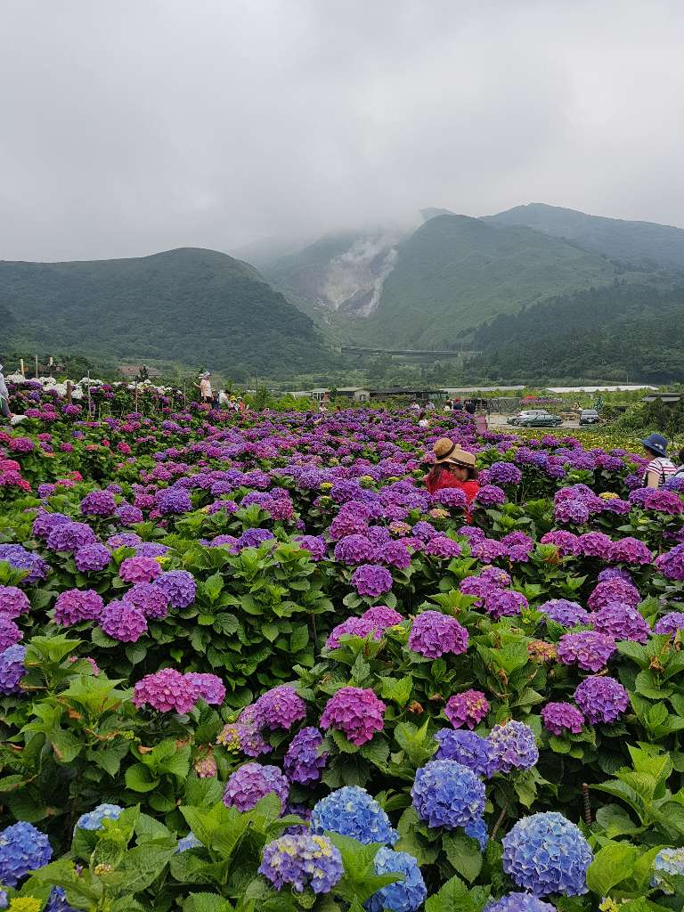 [台北親子旅遊]竹子湖大賞園賞繡球花