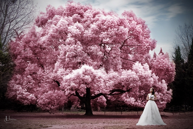  - 上海婚照 =] - Cherrysman - Cherry Wong, Eddie Yu, U Styles Photography, , , , 3日, 十分滿意, 雯雯十分細心, SET頭方面亦會根據我的要求, 這3日的拍攝中, 十分滿意!, 自製的復古花球. 用了很多心思及時間去參考資料, 最後嘔心瀝血地完成!, 新娘衫是U Styles包了, 婚紗很漂亮! 有復古也有可愛的婚紗! 而男禮是外禮, 都很滿意!, , 