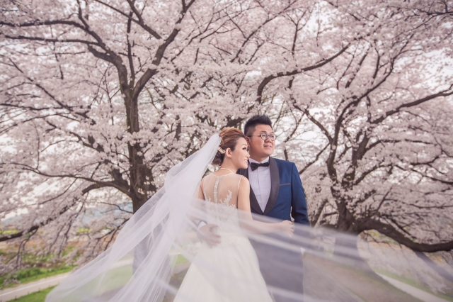  - 京都櫻花 Pre Wedding - Shiba - Hebe, Bryant, K.M. Photography, $20,001至$25,000, 京都, , , Jacky IP, Lemongrass, Gemelli Wedding, 自然, 櫻花/紅葉